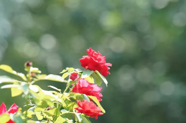 绱㈠凹selp1650闀滃ご璇勬祴,闀跨劍澶х偖鎺ㄨ崘渚垮疁