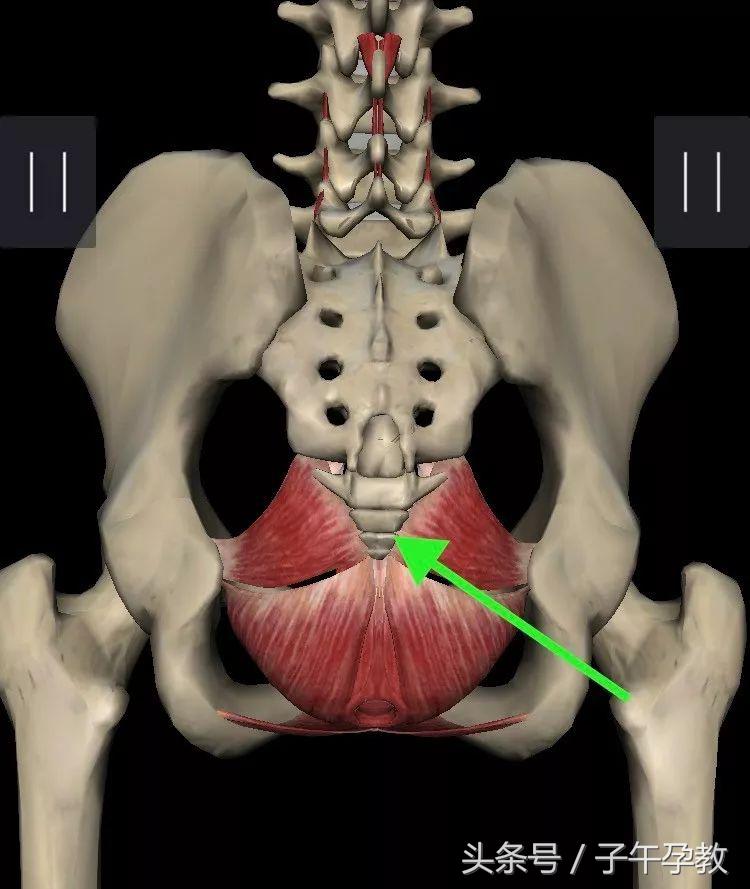 孕期坐久了尾骨痛怎么缓解,怀孕前期久坐屁股尾骨痛怎么回事