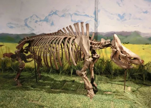 虎骨大补丸,虎骨大补