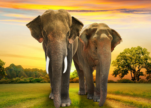 七种真实存在的史前动物,史前十大动物进化史