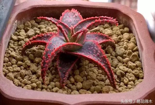 所有的芦荟都可以美容,什么样的芦荟不可以美容用