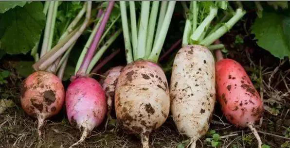 磷酸二氢钾在农作物的使用方法 (磷酸二氢钾各种作物怎么使用)