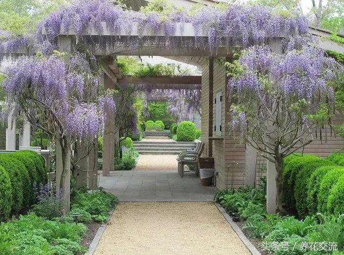 适合攀爬的植物有哪些,十种最好养的攀爬植物