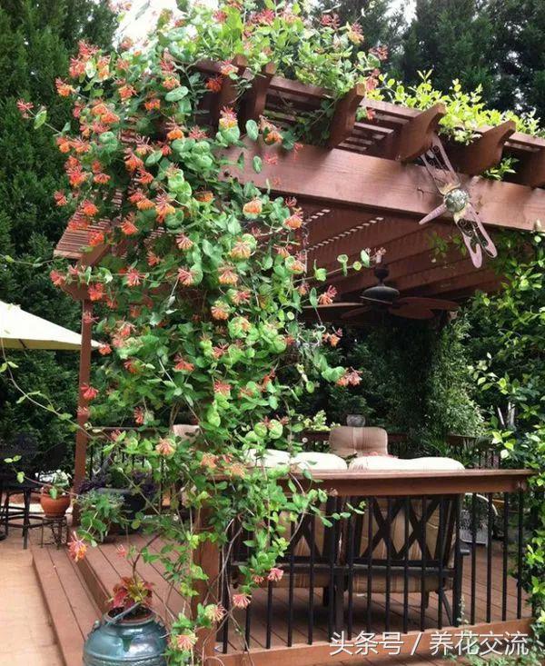 适合攀爬的植物有哪些,十种最好养的攀爬植物