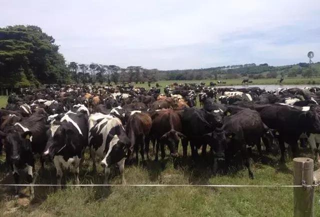 贝拉米有机a2奶粉,澳洲版金装爱他美奶粉测评