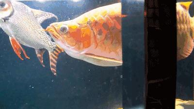 群游观赏鱼很帅,老缸养红龙注意事项