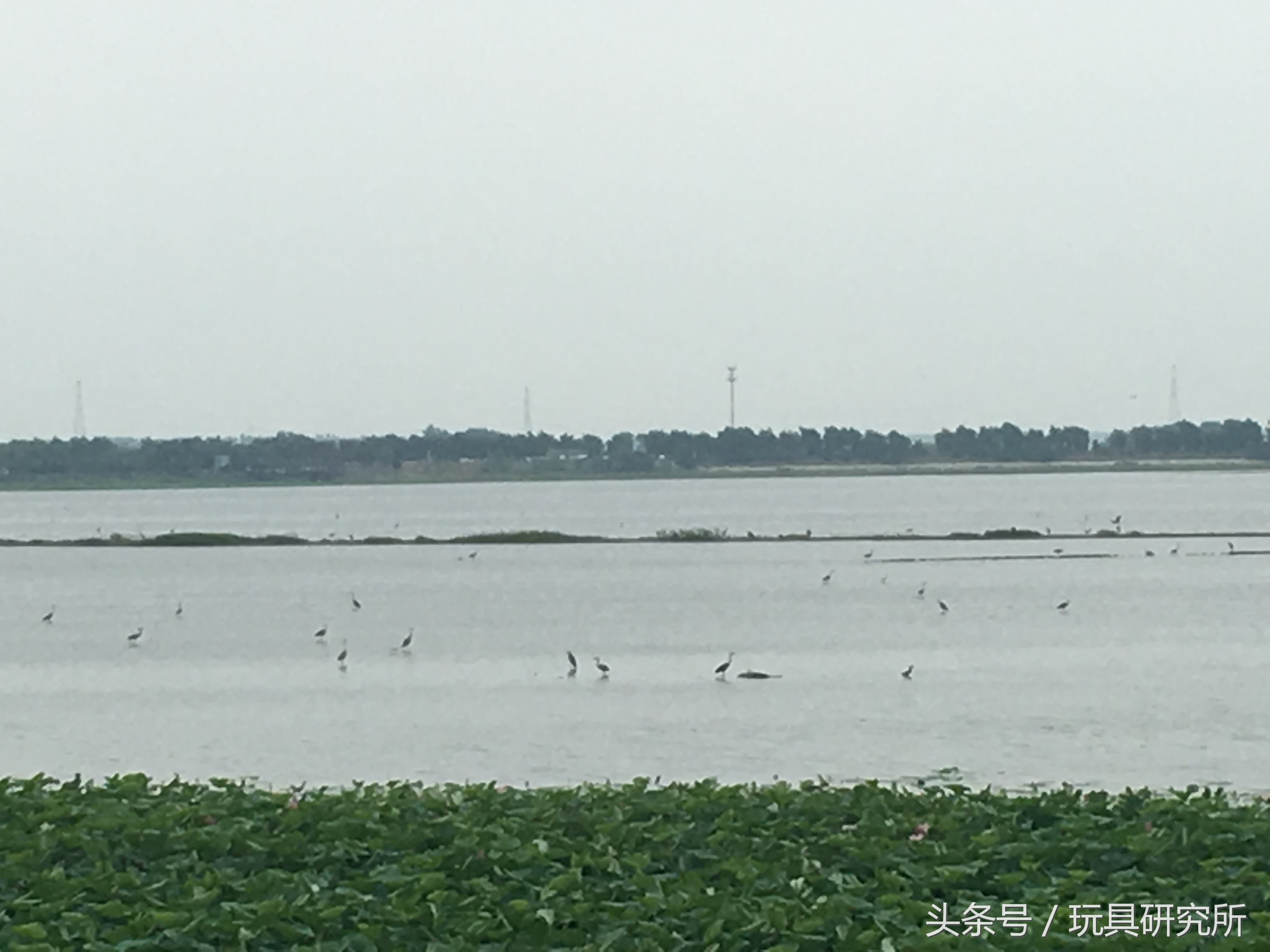 辽中珍珠湖看荷花带着孩子去哪儿玩珍珠湖环湖游沈阳周边游