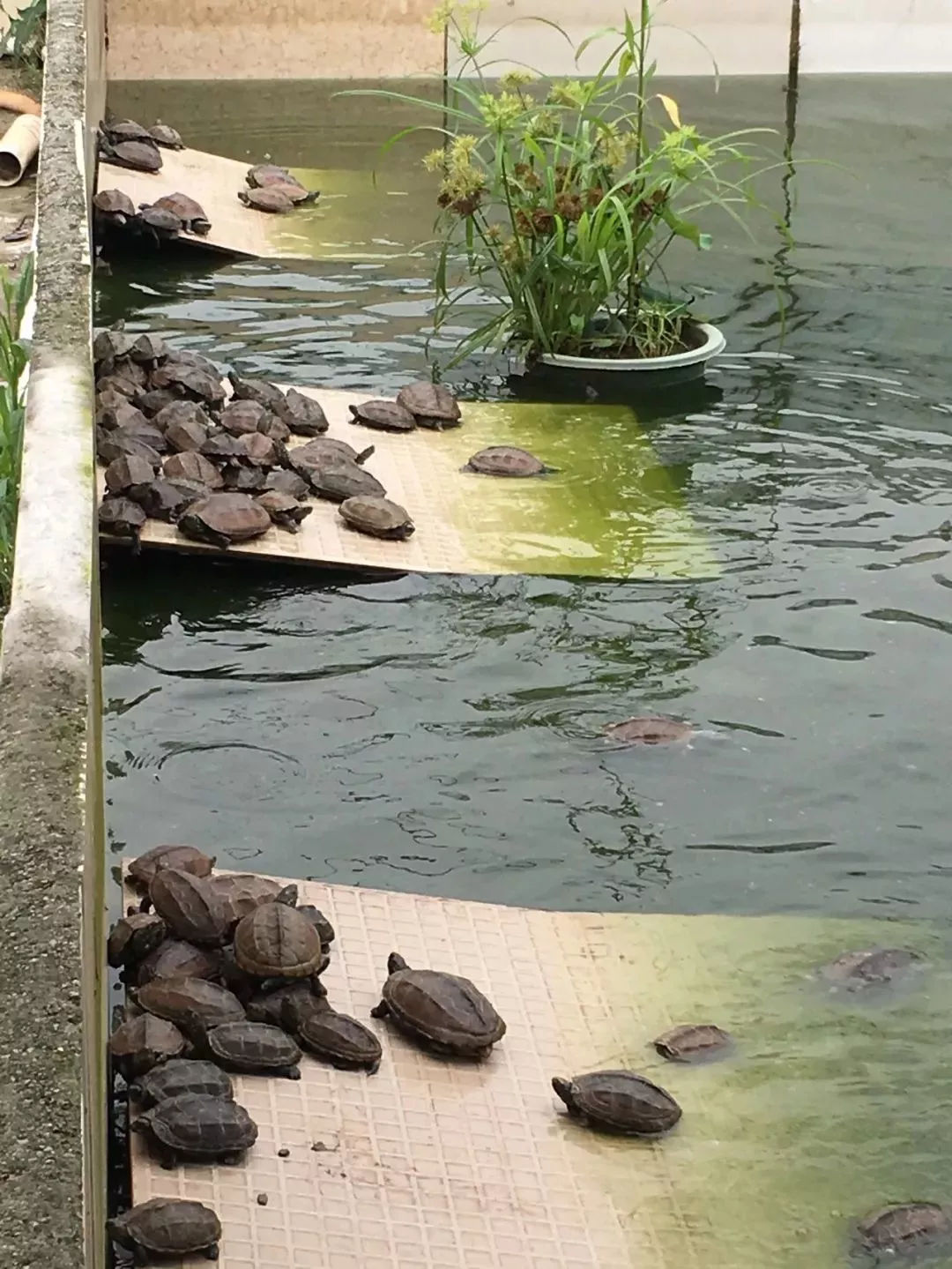 一周只卖3天网红龟苓膏，熬夜睇波食一盅即刻下火