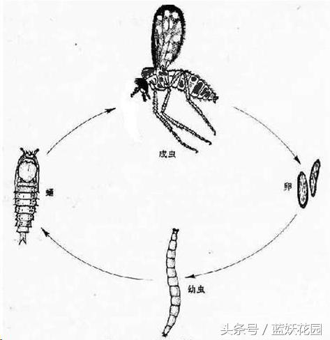 阳台种菜小黑飞怎么消灭最彻底,阳台种菜小黑飞怎么办