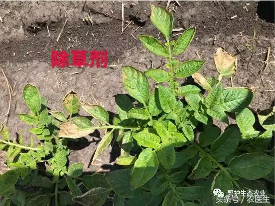 马铃薯机械种植中的除草问题,马铃薯除草的最佳方案