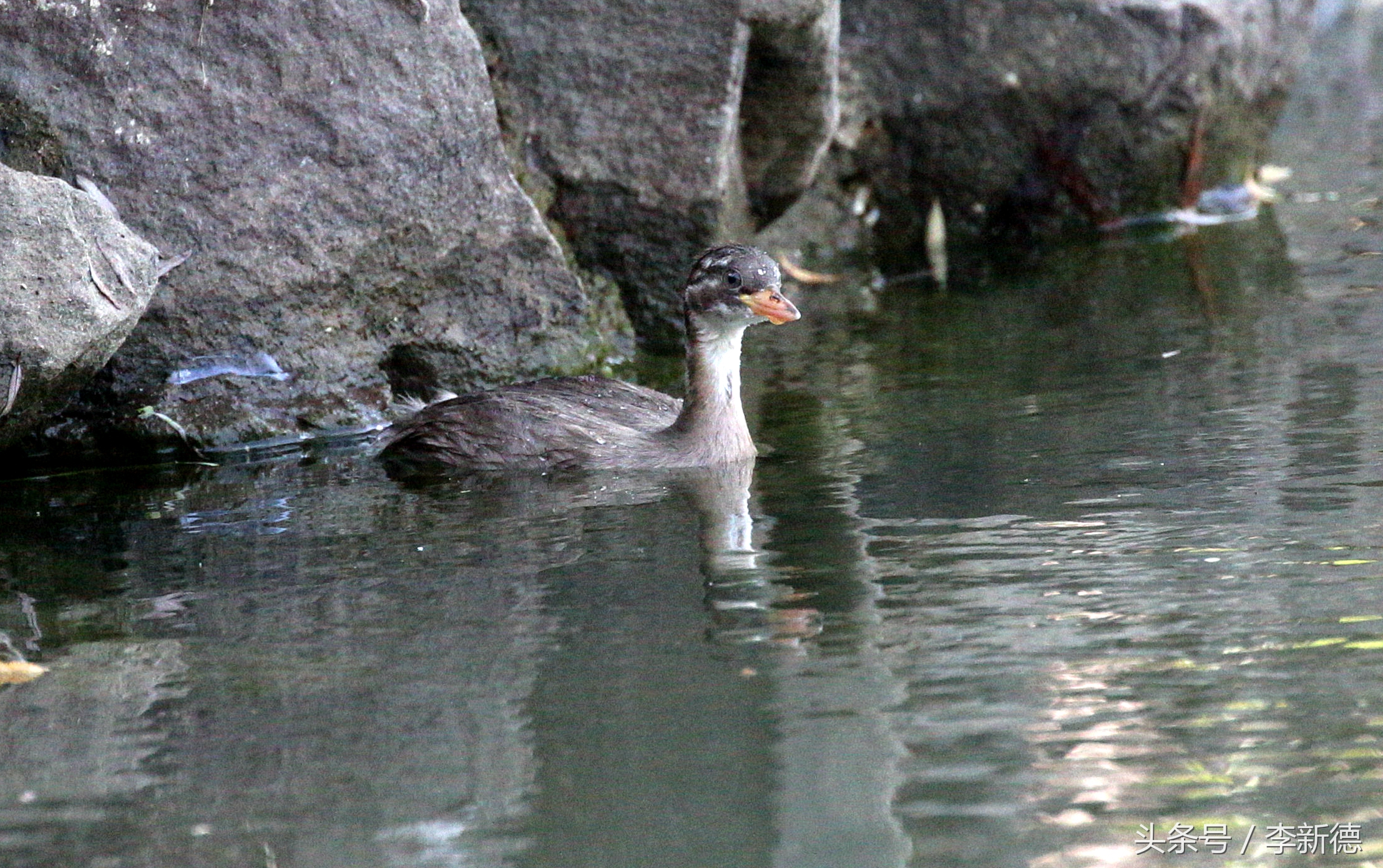 佳能5d3配24105镜头拍人像,佳能5d3501.8镜头拍合照