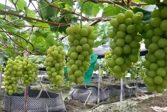 广州南沙冬天有番石榴摘吗,元旦广州摘番石榴