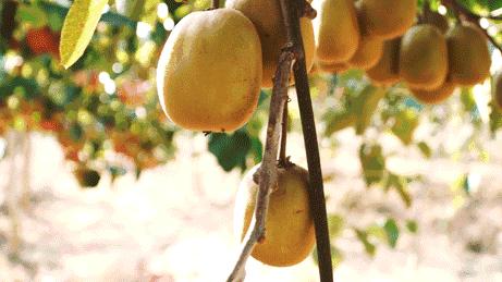 广州南沙冬天有番石榴摘吗,元旦广州摘番石榴