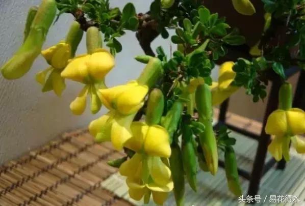 金雀南雀和北雀区别,金雀品种是南雀好还是北雀好