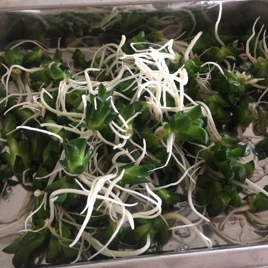 玉露要死的征兆,玉露各种状态原因及解决办法