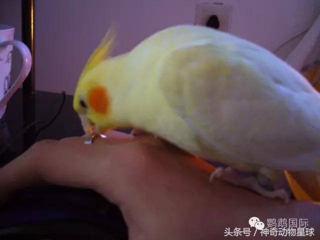 鹦鹉怎么喂养雏鸟,刚出鹦鹉幼鸟怎么喂养最好