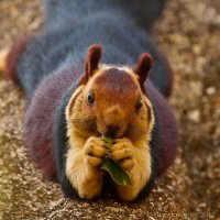 松鼠缉拿归案*法大**