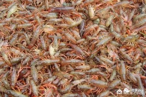 小龙虾养殖都有哪些防逃措施,小龙虾养殖中应注意什么