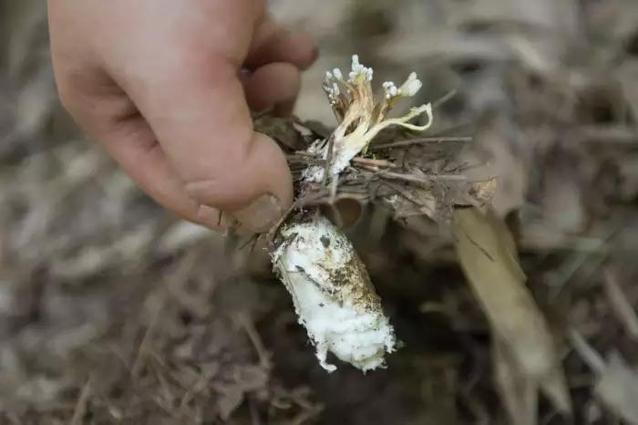 金蝉头上长棵草，头一回见！
