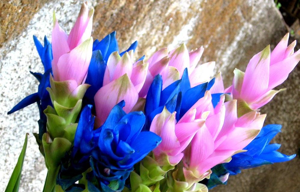 姜黄花的种植,姜黄花进口的养殖方法