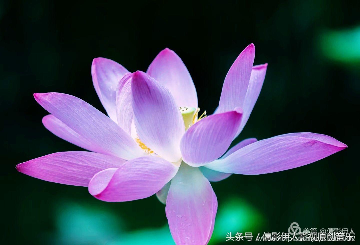 荷花之歌,立夏荷花音乐