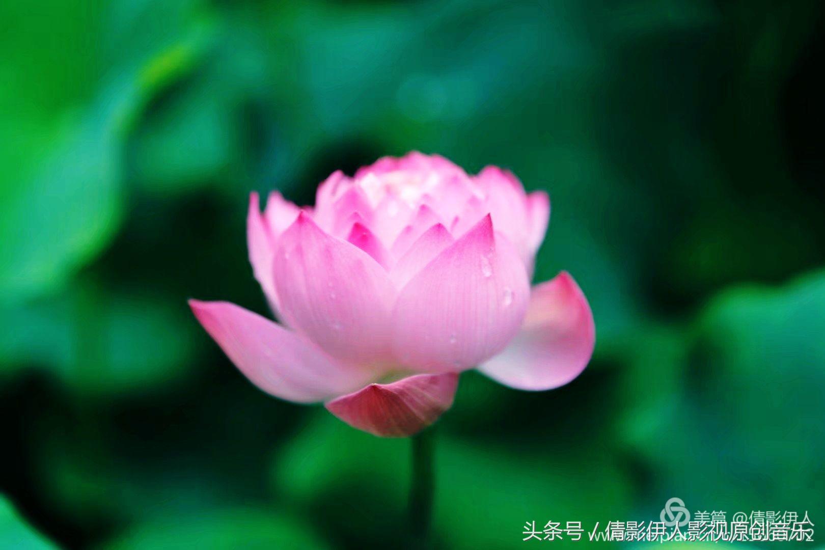 荷花之歌,立夏荷花音乐