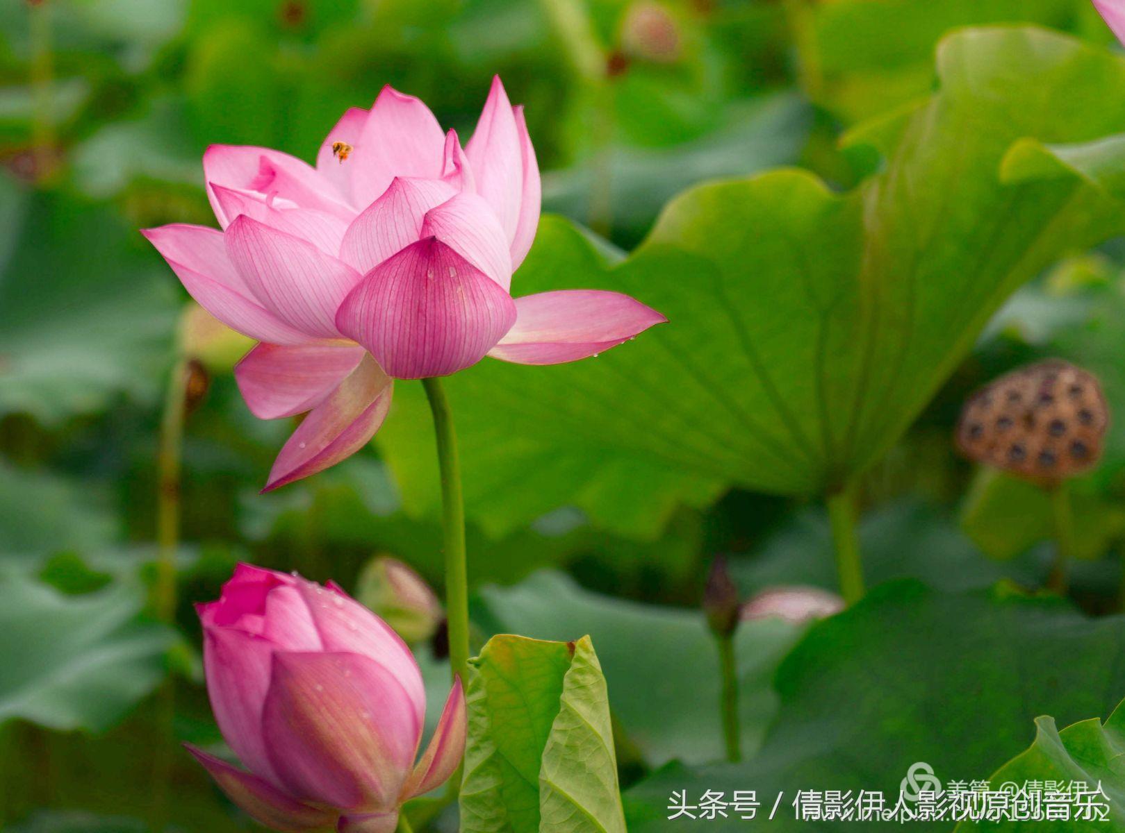 荷花之歌,立夏荷花音乐