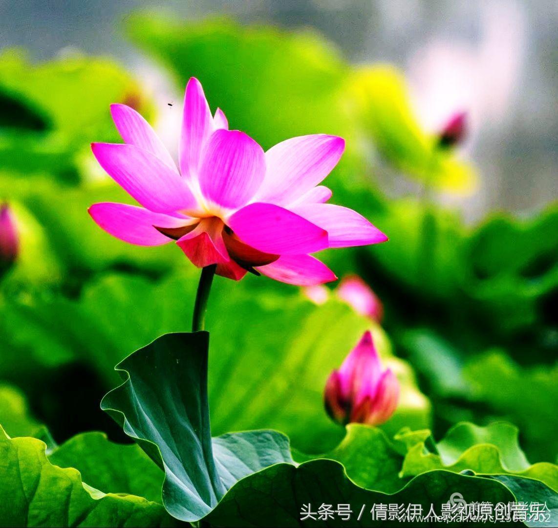 夏荷晕倒在海教官怀里,夏荷最美的十首诗