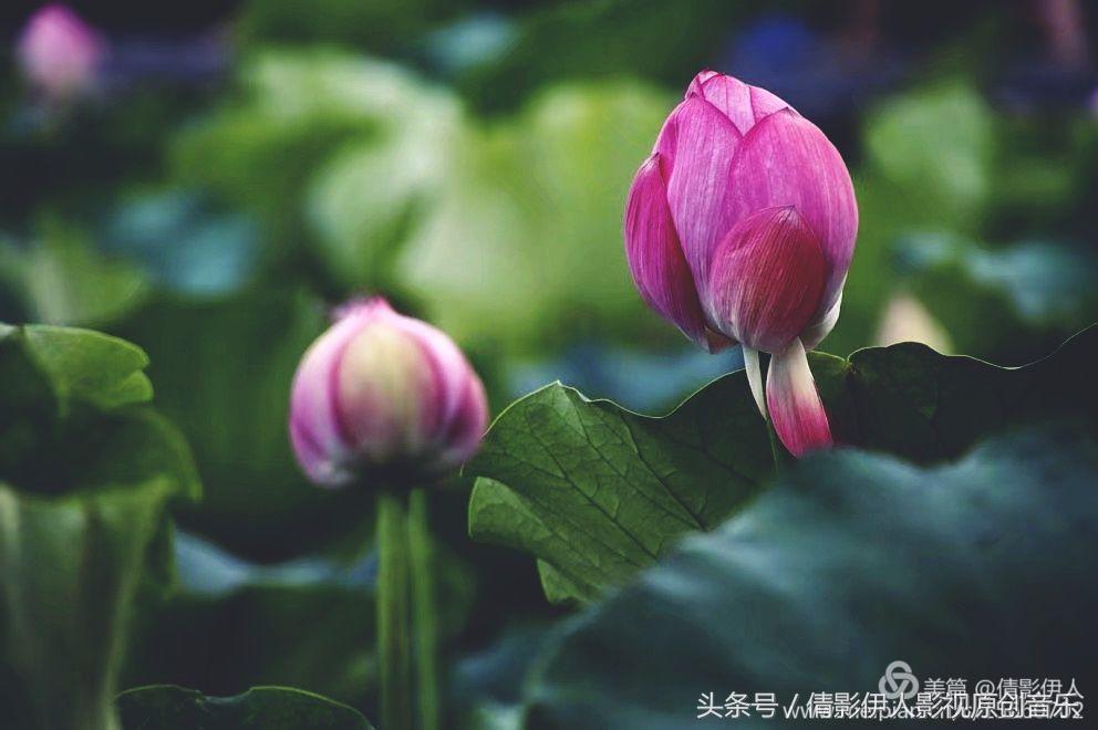 荷花之歌,立夏荷花音乐