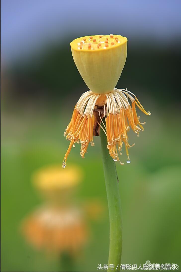 夏荷晕倒在海教官怀里,夏荷最美的十首诗