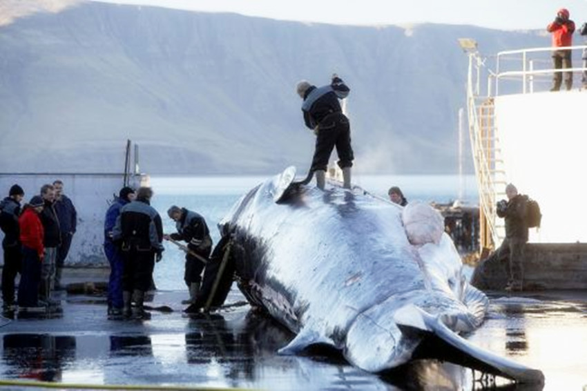 这个国家很小但很倔强，大国也占不到半点便宜，英国就曾吃了亏