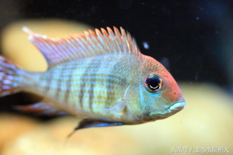 哪些慈鲷是食土鲷,食土鲷和慈鲷能混养么