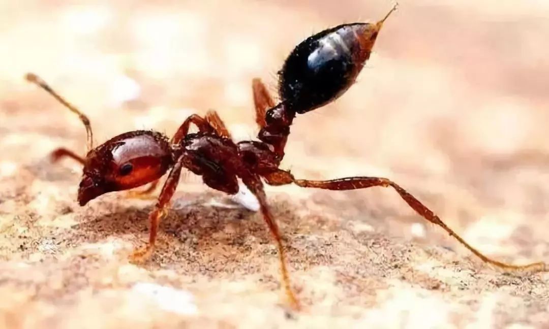 小心“新型艾滋病”，虫子就能传播