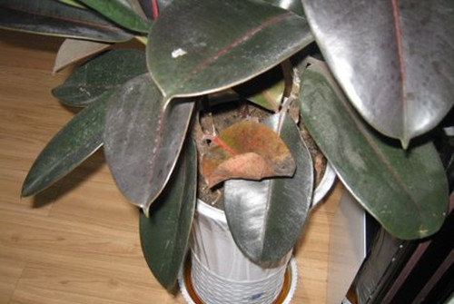 橡皮树的老叶子能修掉吗,橡皮树怎么掰掉底下叶子