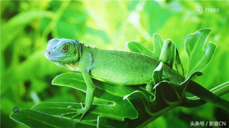 长虹电视65寸4k高清led,UHD激光投影机