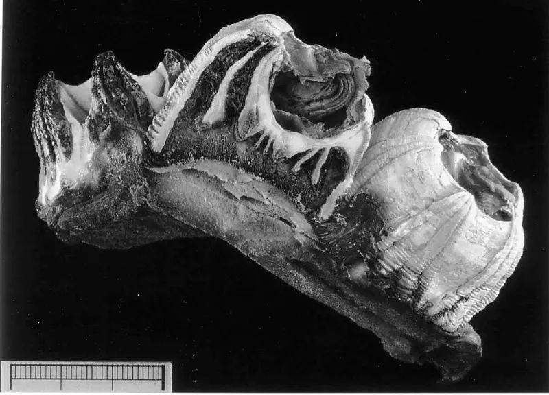 有一种鲸鱼很孤独,有一种鲸鱼特别孤独