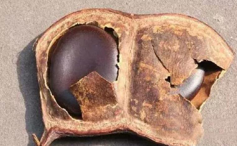 菩提子手串各种纹路图片,各类型的菩提子手串图片