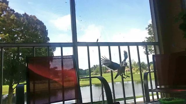 万物皆有灵救小鸟,万物皆有灵有人救了