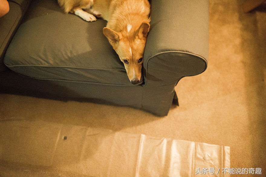 可能你不会知道你家里的这些“家人”是如此的深爱着自己