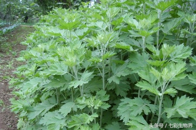 艾草的识别方法,艾草辨认
