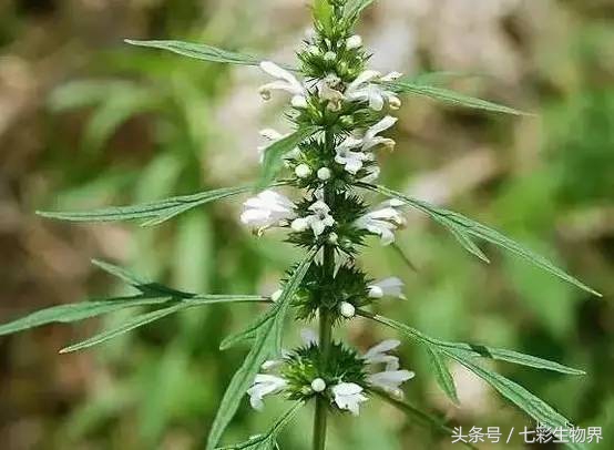 艾草的识别方法,艾草辨认