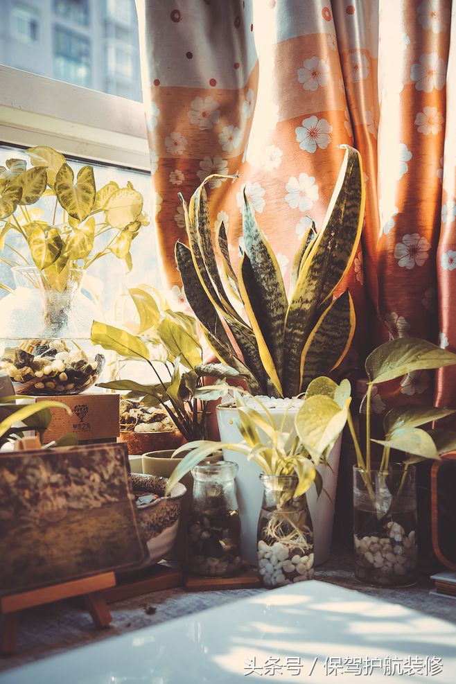 什么绿植吸收甲醛效果最好,哪些绿植好除甲醛又寓意好