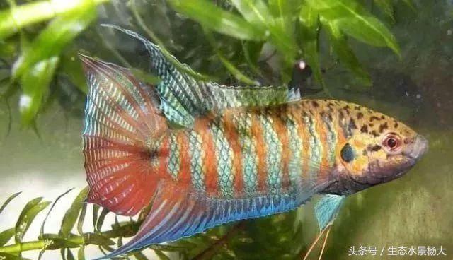 如何寻找中国斗鱼的踪迹,如何快速了解斗鱼