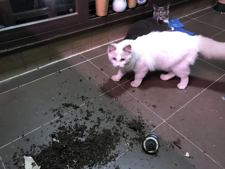 全屋实木家具布置 (家里装修设计实木家具)