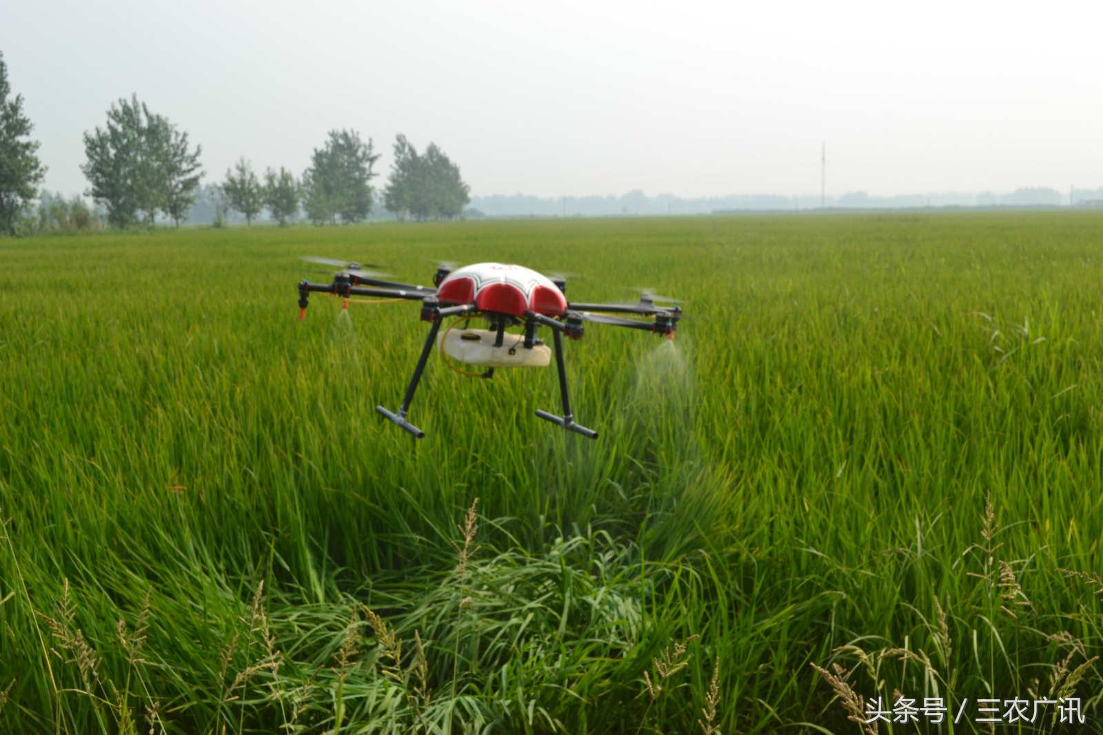 水稻红梢病,水稻叶子发黄是什么原因引起的