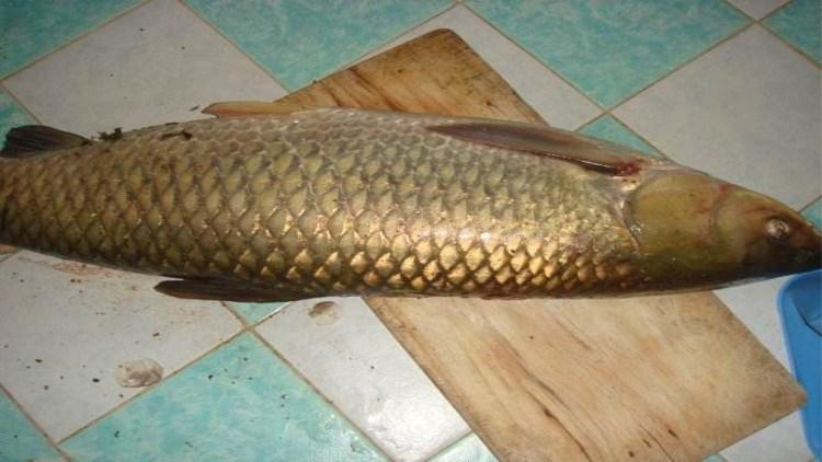 夏钓草鱼5大爆护技巧,第一次拿出来分享,高手绕道