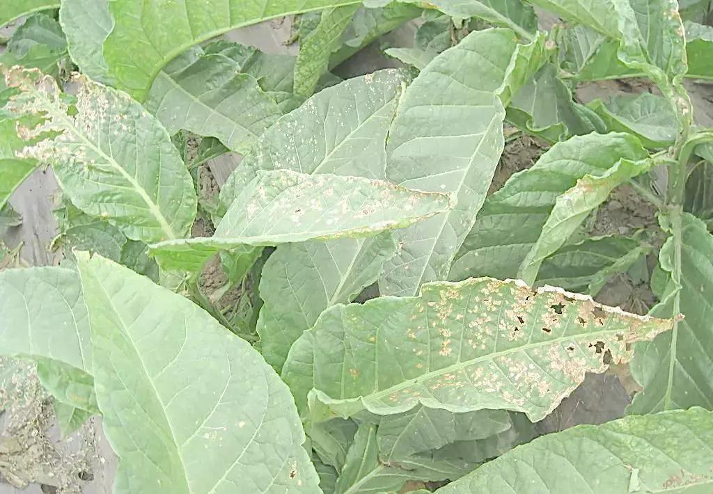 利川特有的烟 (利川老辈子抽叶子烟图片)