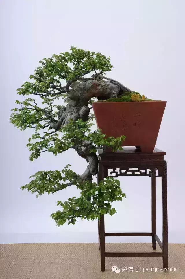 一组榆树盆景作品欣赏学习榆树盆景制作技术