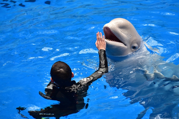 成都海昌极地海洋公园6.1优惠活动,成都海昌极地海洋公园团购优惠