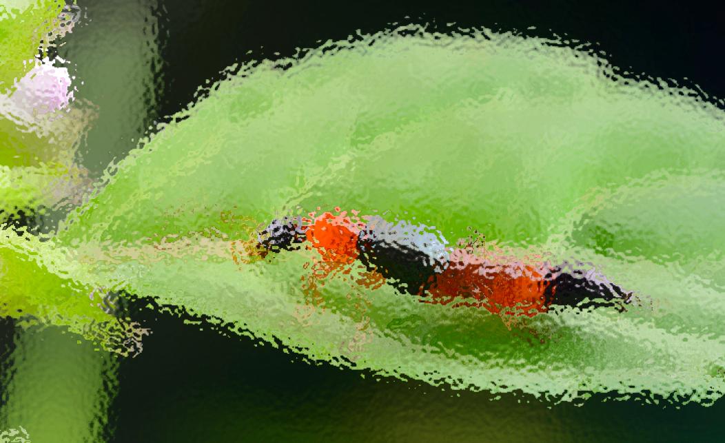 有剧毒的动物可以毁容吗,有剧毒又可怕的动物